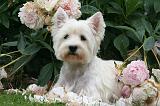 WESTIE 474